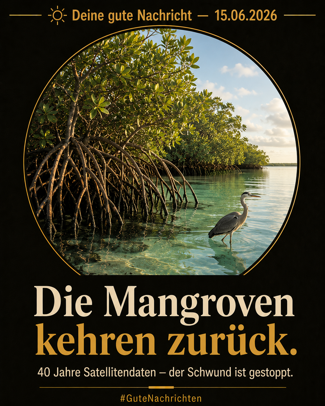 Mangrovenwälder an einer Küste – die Natur erholt sich