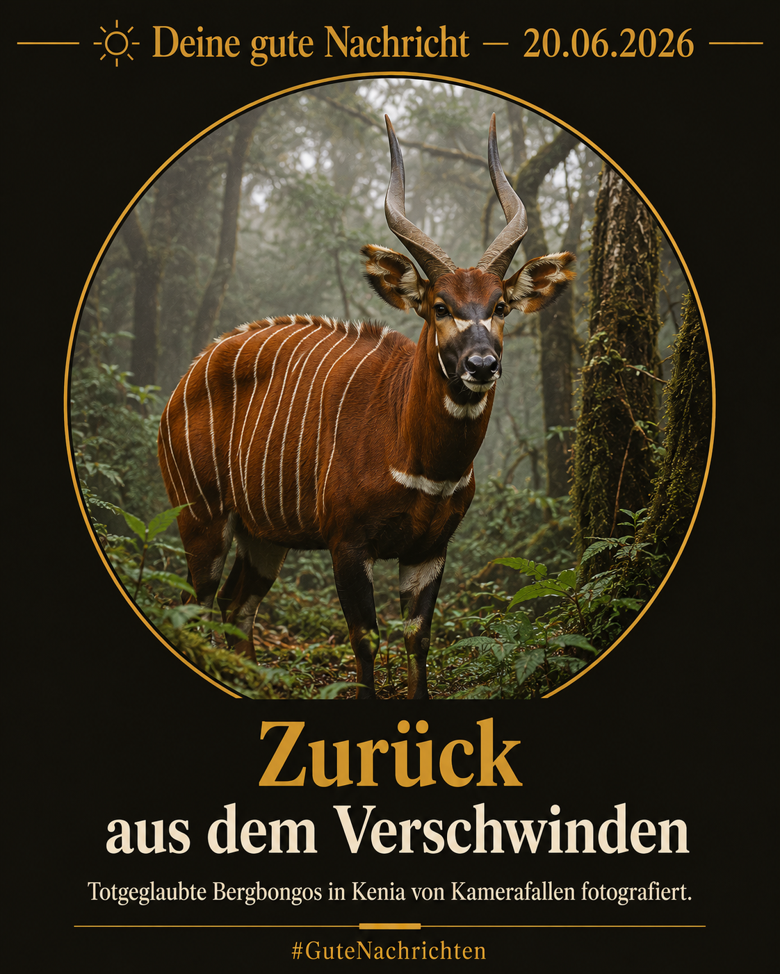 Ein Bergbongo mit kastanienrotem Fell und weißen Streifen im nebligen Bergwald Kenias – fotografiert von einer Kamerafalle