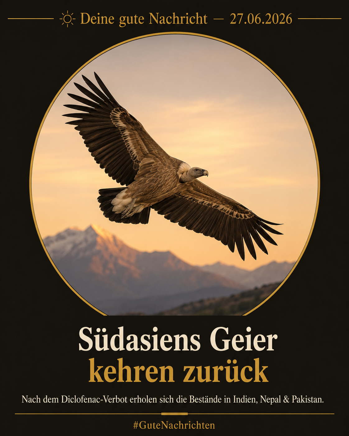 Ein Weißbürzelgeier breitet majestätisch die Flügel aus, vor einem warmen Morgenhimmel über einer südasiatischen Berglandschaft