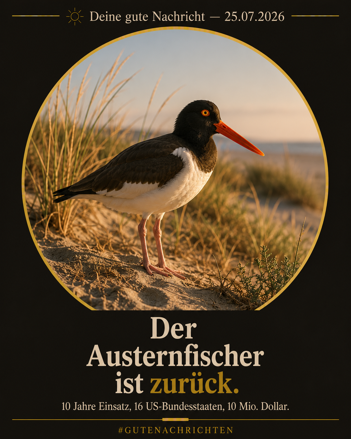 Ein Austernfischer mit leuchtend orangerotem Schnabel steht im goldenen Abendlicht zwischen Dünengras am Strand – editoriale Naturfotografie