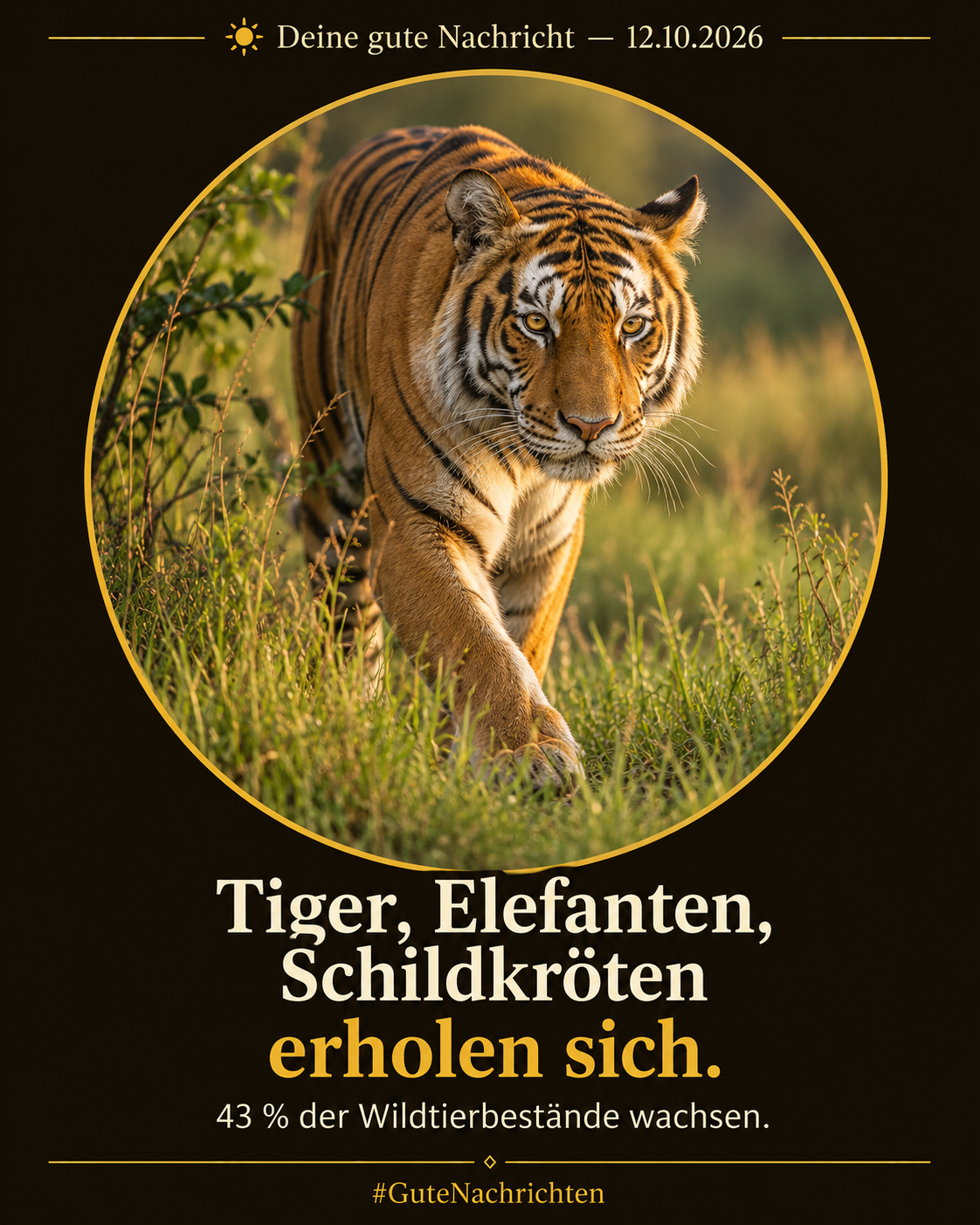 Ein wilder Bengaltiger geht ruhig durch grünes Grasland im goldenen Abendlicht, dokumentarische Wildtierfotografie, editorial-dokumentarischer Stil